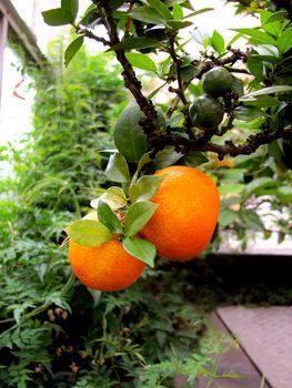 Freshly ripe clementine on their branch in a greenhouse
