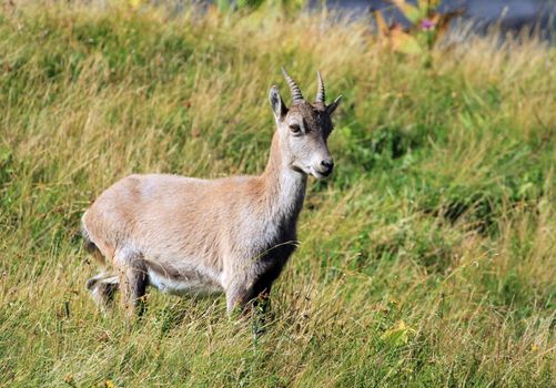 Female alpine ibex (capra ibex) or steinbock in Alps mountain, France