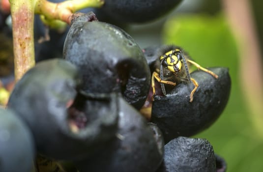 detail of wasp looking for food on grape