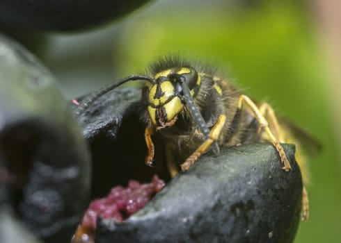 detail of wasp looking for food on grape