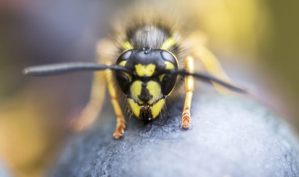 detail of wasp looking for food on grape