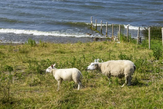 Sheeps at a dike, the Netherlands