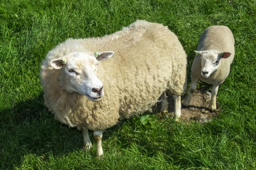 Mother sheep and her lamb in green grass field