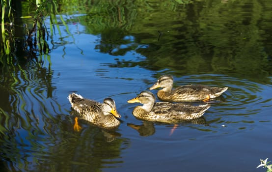 Three hens of mallards in beautiful water, with reflections