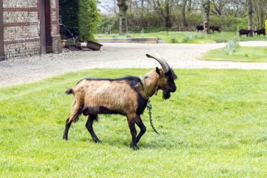 shaggy goat grazing on the lawn in the courtyard of the farmhouse