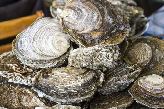 Fresh delicious oysters (closeup) on the dish