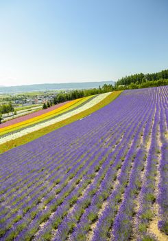 Colorful flower in the row4