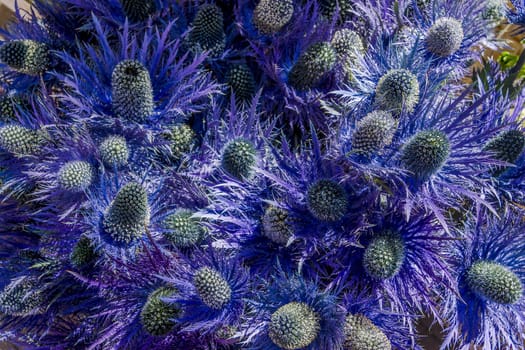 Bunch of violet flowers in sunlight