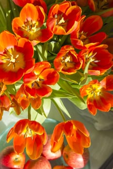 tulips in sunlight