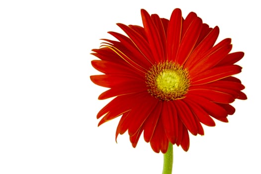 gerber flowers on a green stalk against white background