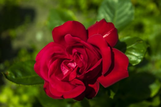 red rose