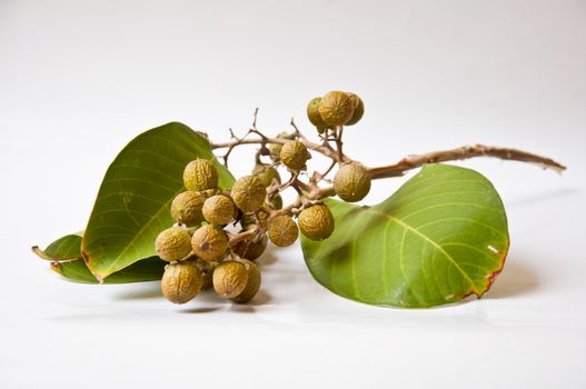 seed of Queen crape flower on white background