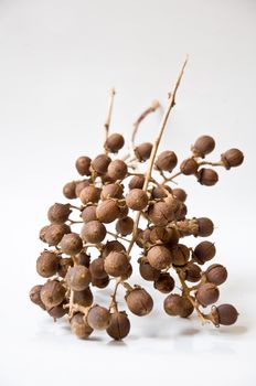 seed of Queen crape flower on white background