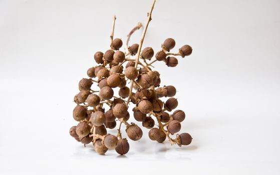 seed of Queen crape flower on white background