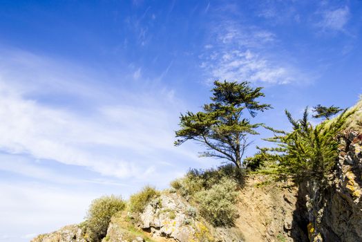 Landscape with a pine tree on a cliff