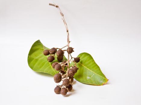 seed of Queen crape flower on white background