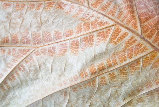 dry teak wood leaf texture background