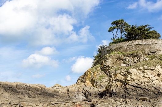 Landscape with a pine trees on a cliff