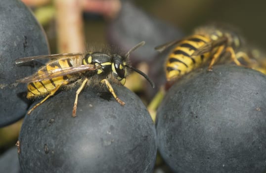 detail of wasp looking for food on grape