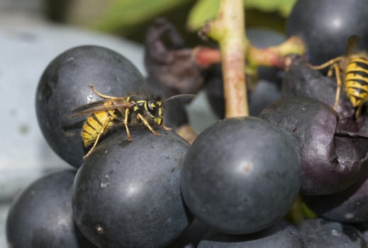 detail of wasp looking for food on grape