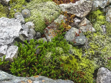 Plant and stones background, South Area, Iceland