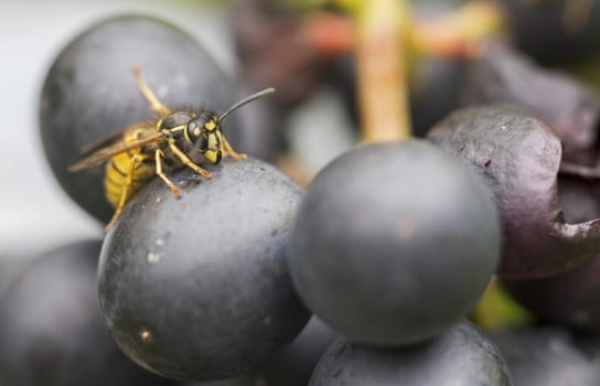 detail of wasp looking for food on grape