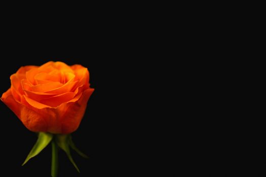 An orange rose against a dark background. Textured background