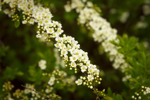 white and yellow flowers against green bush background