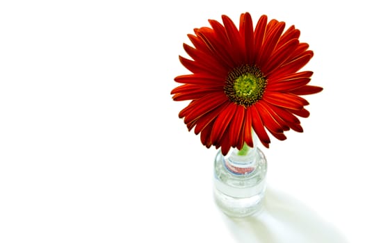 gerber flowers on a green stalk against white background