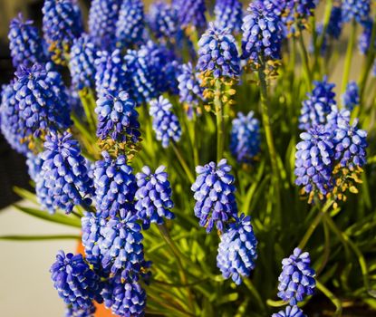 Grape muscari hyacinth flowers in sunlight