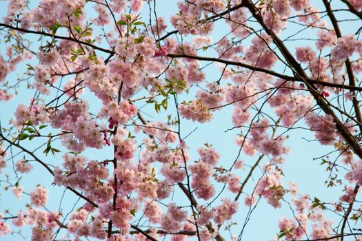 Blooming tree in spring with pink flowers