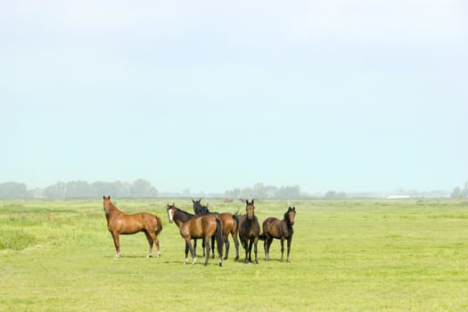 Six horses in a green meadow