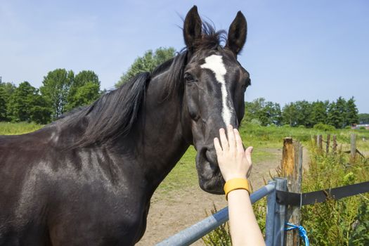 Boy stroking horse