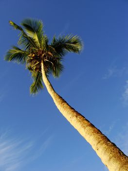 Leaning palm tree against blue sky