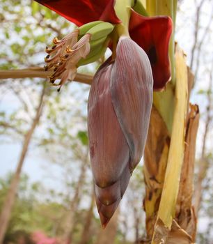 Banana production in the tropical forest