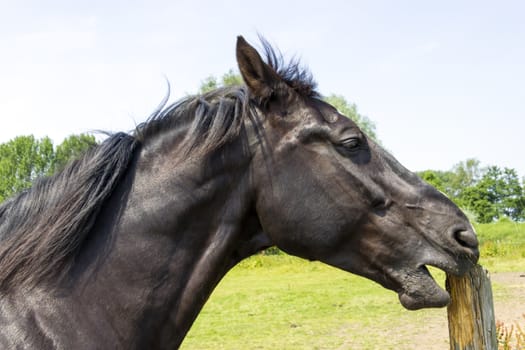 horse sharpens its teeth on a wooden pole