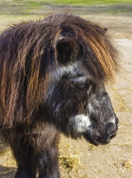 Shetland pony senior