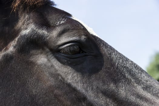 Eye of a black horse