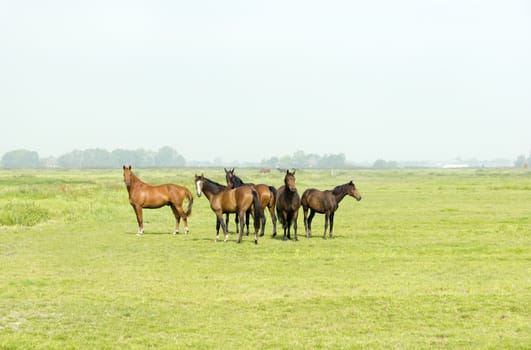 Six horses in a green meadow