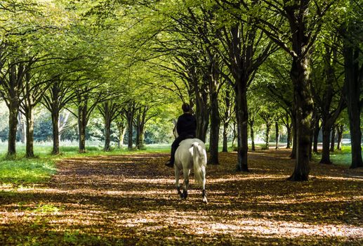 Rider on white horse riding in autumn forest