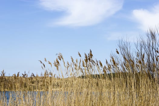 Lake, National Park Zuid Kennemerland, The Netherlands