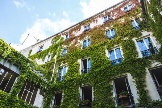 Courtyard, Paris, France. Ivy vine climbing on building wall