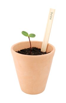 Seedling in a terracotta pot with a concept label of hope, isolated on a white background