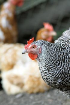 closeup of a black and white striped hen at the farm