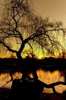 Silhouette of a tree on zoo lake during a beautiful sunset