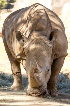 A Rhino grazing in the dry savannah lands of Pilanesberg National Park, South Africa