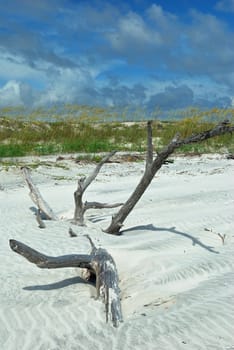 Large driftwood buried in a Florida beach's sands
