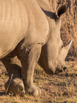 A Rhino grazing in the dry savannah lands of Pilanesberg National Park, South Africa