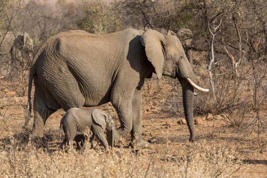 A mother and a baby elephant wandering in the grasslands of South Africa's Pilanesberg National Park