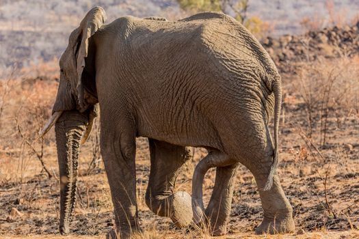 A giant male elephant walking in the grass lands of South Africa's Pilanesberg National Park